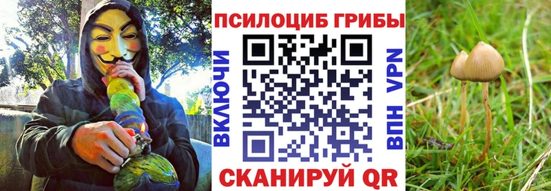 кракен зеркало  Обь  Псилоцибиновые грибы GOLDEN TEACHER 
